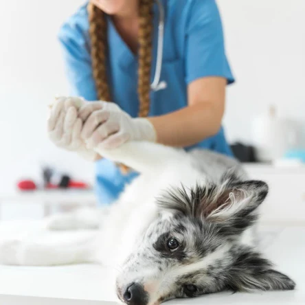 Чипирование