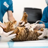 Отделение эндоскопической хирургии, клиника проводит все малоинвазивные операции и диагностику