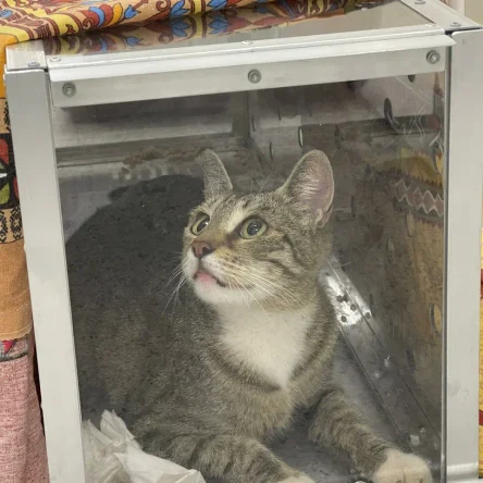 Стерелизация кошек полостная и лапароскопическая)