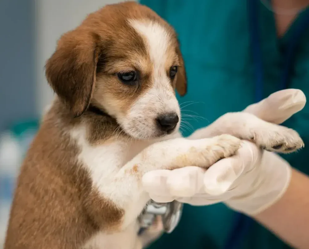 Ветеринарная клиника Ветплюс